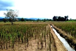 Petani di Abdya terancam tak bisa tanam padi lagi akibat sawah sering banjir