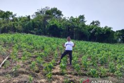 Petani di Gorontalo Utara tanam 100 ribu bibit cabai rawit