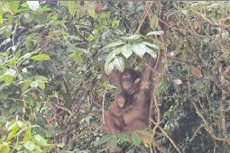 Dua orang utan lahir di Kalbar harapan upaya pelestarian