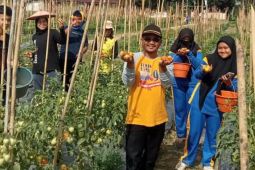 Aksi tanam 2,7 juta bibit hortikultura di Konawe mulai dipanen
