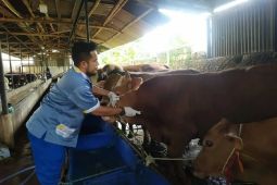 Cegah PMK, DKP Kota Tangerang targetkan vaksinasi 2.000 sapi