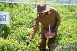 Bupati Konawe Selatan panen cabai di Andoolo