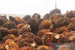 Harga CPO periode 8-15 Februari 2024 di Jambi turun Rp440 per kilogram