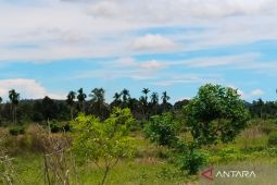 Sekitar 50 persen sawah di Mukomuko jadi kebun sawit