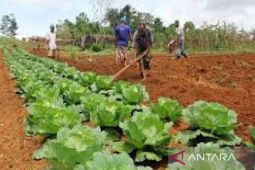 Biak Timur potensial pengembangan pertanian-perikanan