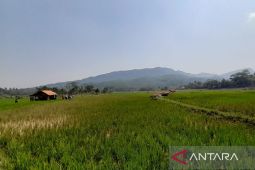 Distanhorbun Bogor targetkan angka panen padi kembali normal pada Maret