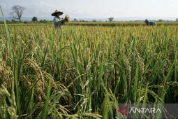BI rekomendasi empat program utama wujudkan ketahanan pangan di Aceh
