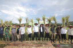 Pj Gubernur Babel dan petani Banyuasin panen padi