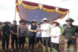 Babel gencarkan tanam buah kawasan ruang publik