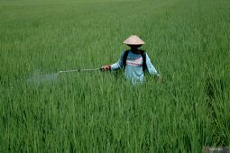 Seputar Kalsel Tapin swasembada beras hingga pecinta pusaka Banua