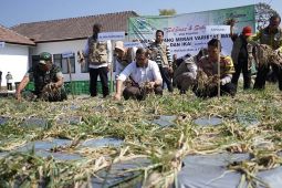 Pengembangan kawasan bawang merah Kota Batu mampu kendalikan inflasi