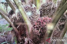 330 perusahaan kelola jutaan hektare lahan  perkebunan di Kaltim