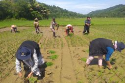 Distan Aceh Besar data lahan pertanian gagal panen