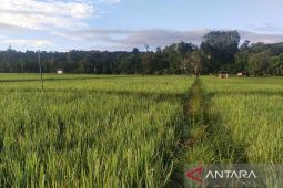 Pemkab Simeulue targetkan produksi padi capai 40 ribu ton