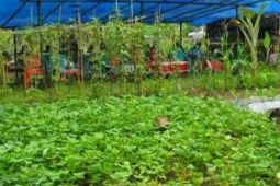 Dinas Pertanian Biak siapkan bantuan Alsintan untuk petani OAP