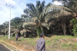 Harga CPO periode 23-29 Februari 2024 di Jambi naik Rp228 per kilogram