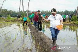 Pemkab Situbondo siapkan 50 ton bibit padi BK 01/02 untuk Kementan