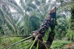 Serangan jamur Ganoderma ancam tanaman sawit