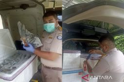 Balai Karantina Kalsel periksa 392 ekor lobster tujuan Jakarta