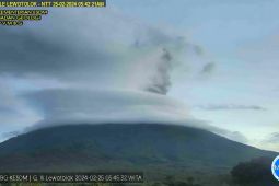 Abu vulkanik setinggi 1 kilometer keluar dari Gunung Ili Lewotolok