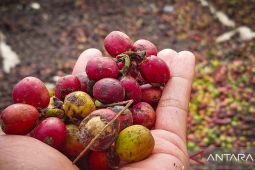 UMKM kopi Bengkulu bangkit setelah nyaris bangkrut