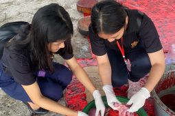 Pemkab Badung cek kesehatan ribuan babi jelang Hari Raya Galungan