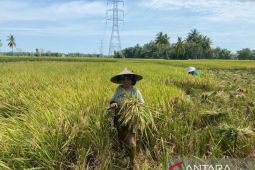 Sepuluh kecamatan di Pidie mulai panen raya musim rendengan