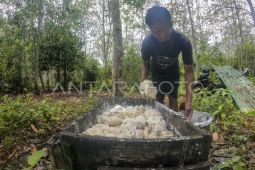 Harga getah karet naik
