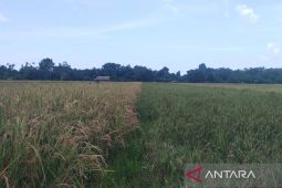 Cara Pemkab Simeulue perkuat ketahanan pangan dengan penanam serentak