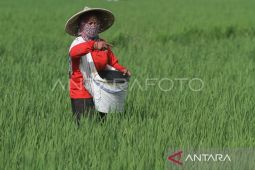Tahun ini alokasi pupuk bersubsidi Aceh 103.316 ton, petani tak perlu khawatir