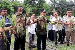 Pemkab Merangin panen bawang merah jaga ketahanan pangan