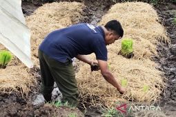 Pemkab Aceh Barat tingkatkan sosialisasi cegah alih fungsi lahan