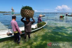 YKAN menggalakkan budi daya rumput laut berbasis konservasi