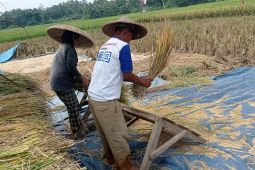 Petani Lebak mulai panen dan puncaknya Maret nanti
