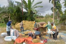 559 hektare lahan pertanian Tanjabtim gagal panen akibat banjir
