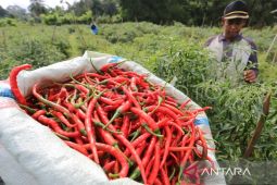 Aceh secara data surplus cabai merah, kenapa harga mahal? Ini sebabnya