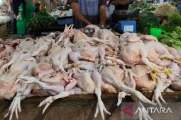Harga beras di Kabupaten Bengkayang relatif stabil