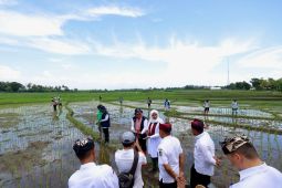Pemkab Banyuwangi terapkan pemupukan tepat dosis berbasis "IoT"