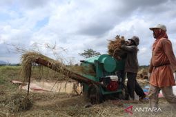 Nestapa Petani Kala Anomali Iklim: Gagal Panen Suburkan Utang