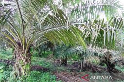 Harga TBS Kaltim terus naik sejak  Desember 2024
