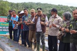 Pemkab Merangin tanam cabai 3 hektare penuhi kebutuhan pangan lokal