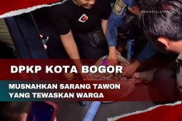 DPKT Kota Bogor musnahkan sarang tawon yang tewaskan warga