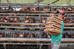 Dampak Harga Pakan Naik