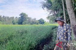 Distannak Banten sebut Maret sudah masuki masa panen