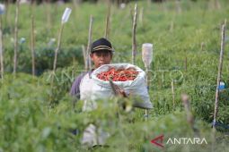 Beras dan cabai merah penyumbang tertinggi inflasi Aceh jelang Ramadhan