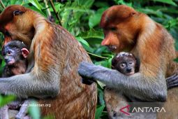 Dua bayi bekantan dari kelompok Alpha lahir di Pulau Curiak, Barito