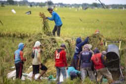 Fakta-fakta sawah Lubuk Bangko yang terbengkalai, nomor 2 tidak akan dijual ratusan juta