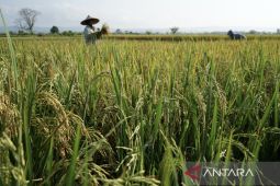 Harga gabah Bireuen capai Rp7.150 per kilogram, tertinggi di Aceh