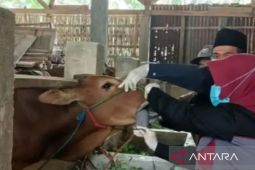 Pemkab Sampang temukan 36 ekor sapi terjangkit LSD