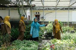 "Emak-emak" di Banjarmasin gencarkan gerakan tanam cabai